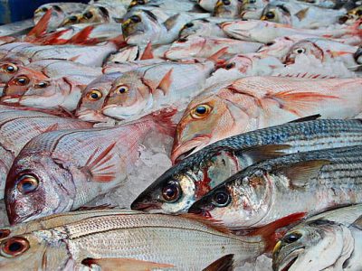 Sugerencias del día en pescados